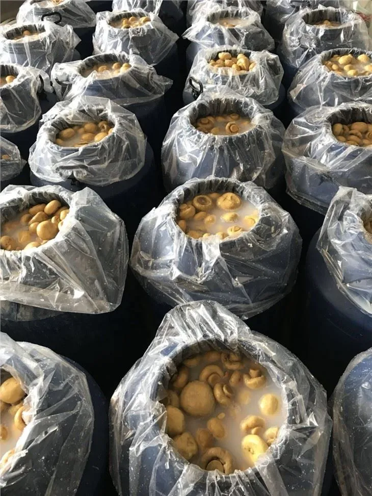 Champignon white mushroom in brine in drums