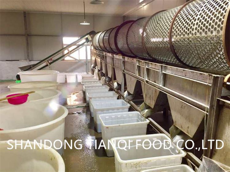 Factory white mushroom in barrel in salty water