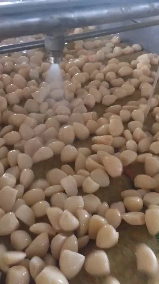Wholesale peeled white garlic cloves in salted water in drums