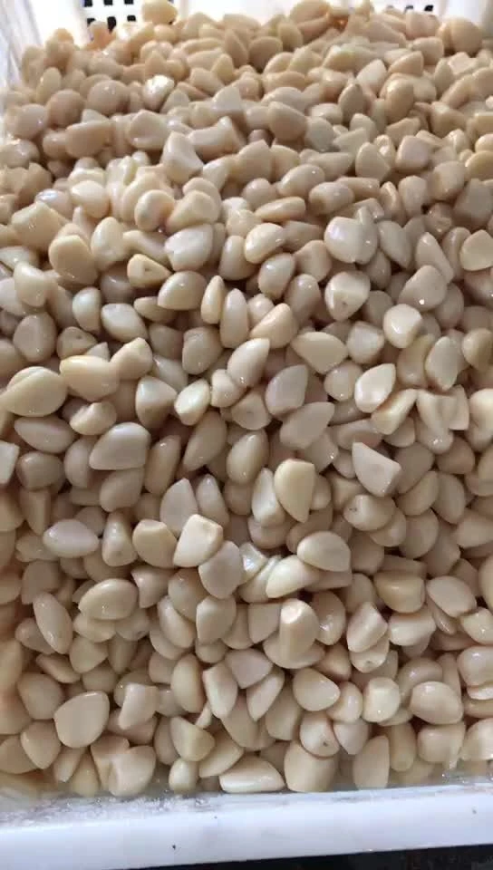 High quality pickled white garlic in brine in drums