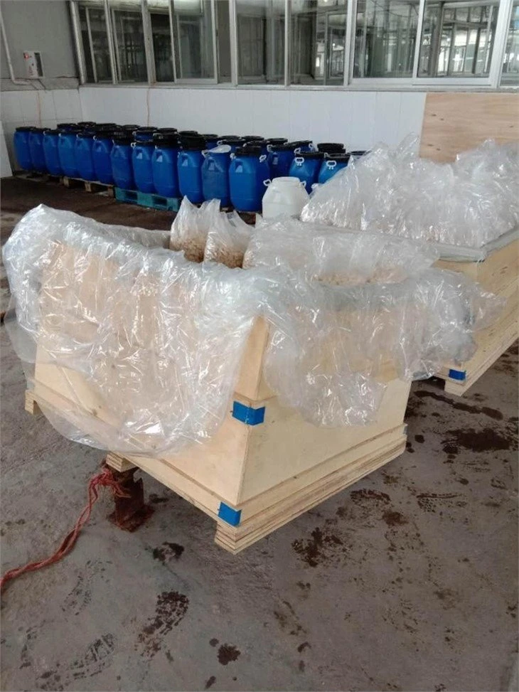Factory normal white garlic in salted water in drums