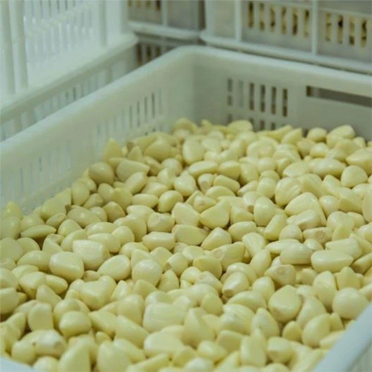 Salty normal white garlic in drums