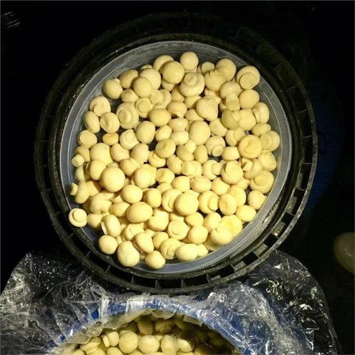 Whole white mushroom in vinegar in barrel factory